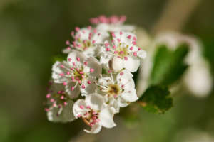 fleur aubépine